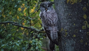 Conférence "Voyage naturaliste dans le Paléarctique occidental"
